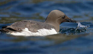 Guillemot de Troïl