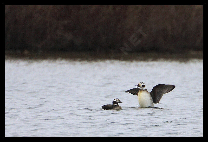 Long-tailed Duck