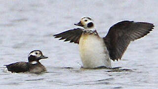 Long-tailed Duck