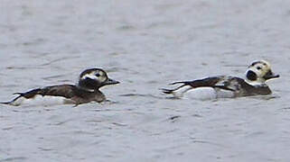 Long-tailed Duck