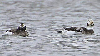 Long-tailed Duck