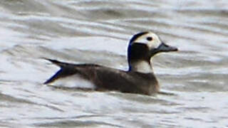 Long-tailed Duck