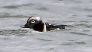 Long-tailed Duck