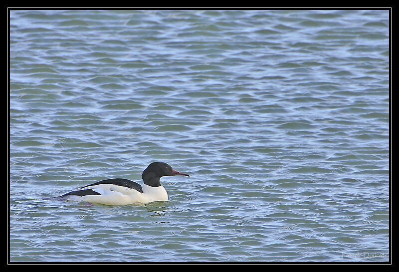 Common Merganser male