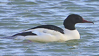 Common Merganser