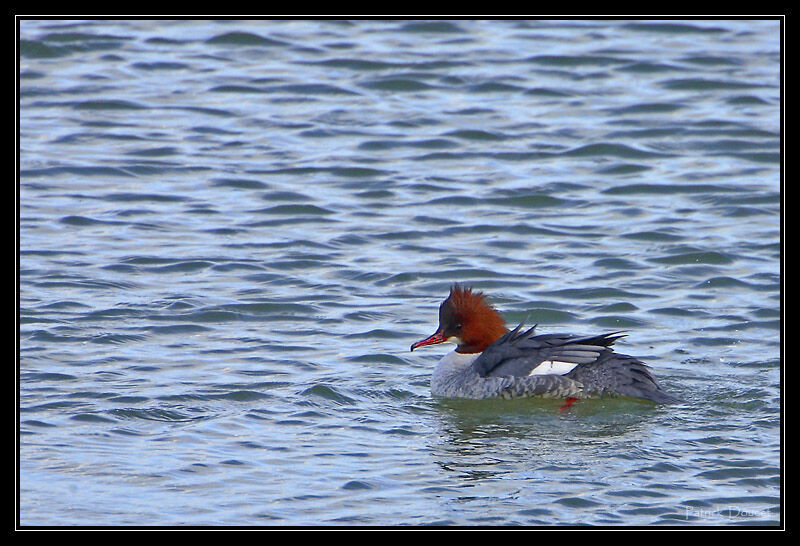 Common Merganser female