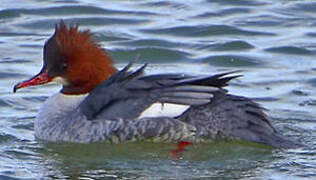 Common Merganser