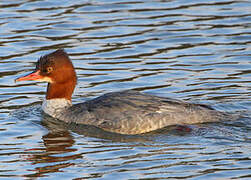 Common Merganser