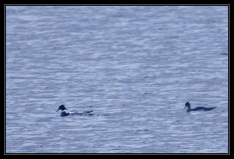 Red-breasted Merganser