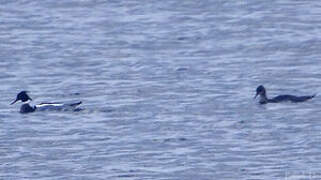 Red-breasted Merganser