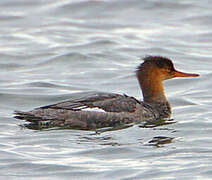 Red-breasted Merganser