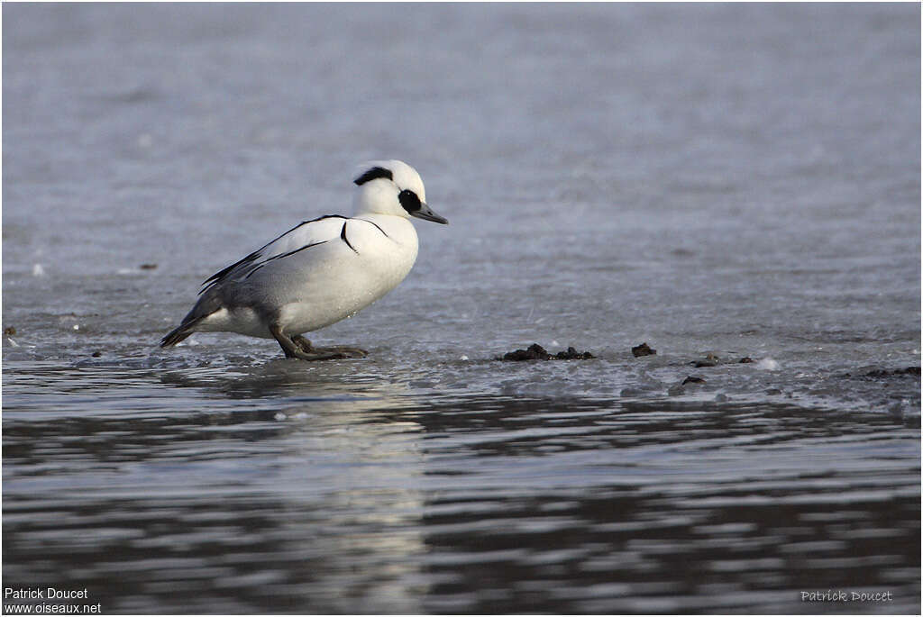 Smew male adult breeding, identification