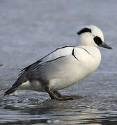 Smew