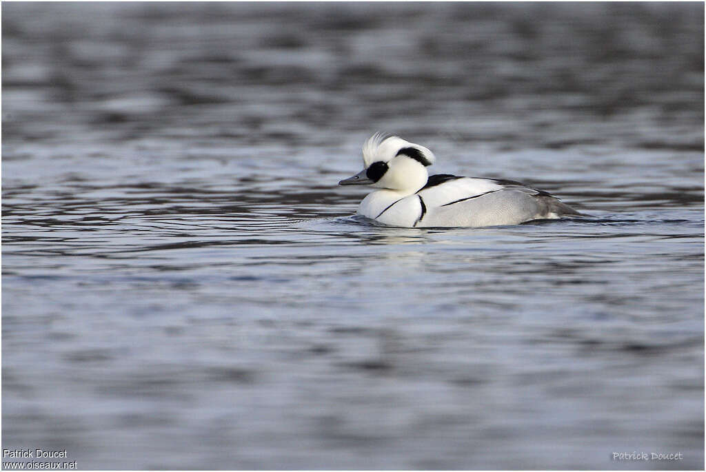 Smew, pigmentation, swimming, Behaviour