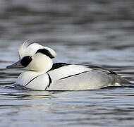 Smew