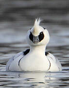 Smew