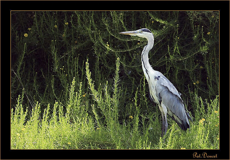 Grey Heron