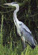 Grey Heron