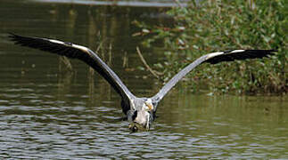 Grey Heron