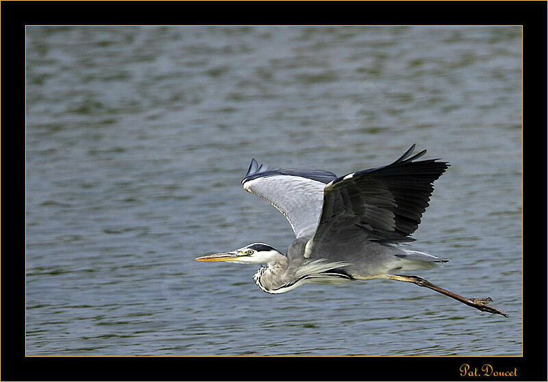 Grey Heron