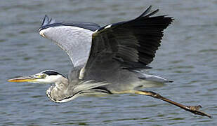 Grey Heron