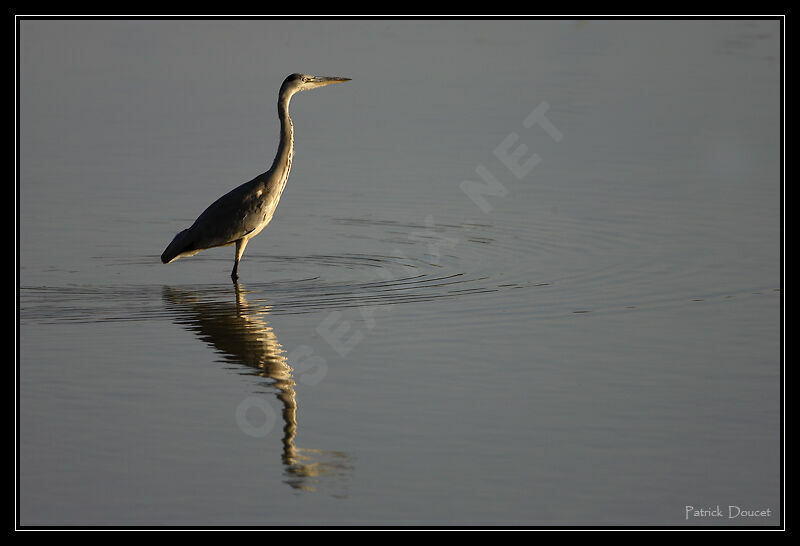 Grey Heron