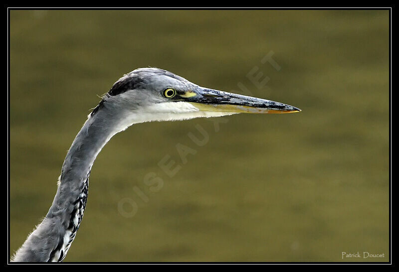 Grey Heron