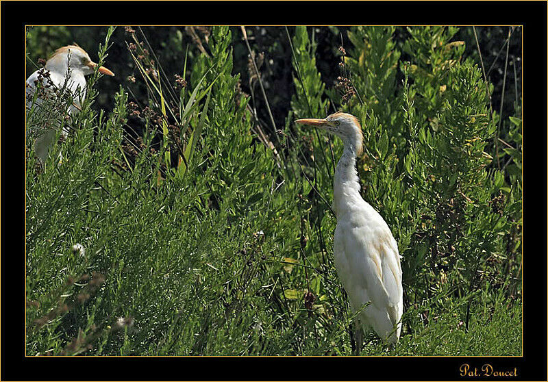 Western Cattle Egret