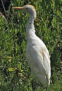 Western Cattle Egret