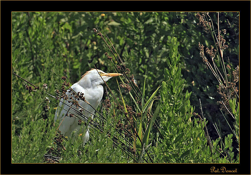 Western Cattle Egret