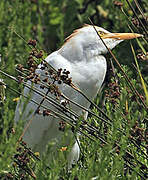 Western Cattle Egret