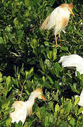 Western Cattle Egret