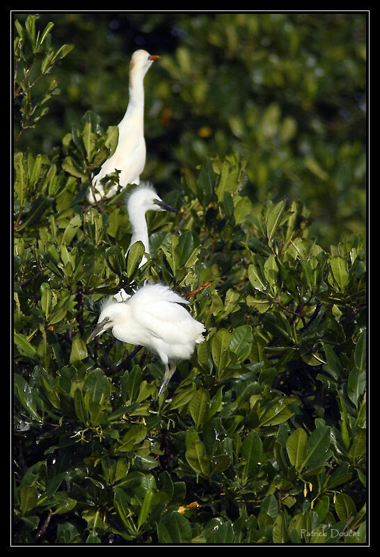 Western Cattle Egretjuvenile