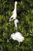 Western Cattle Egret