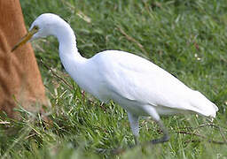 Western Cattle Egret