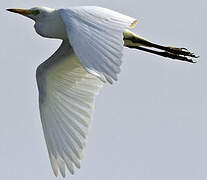 Western Cattle Egret