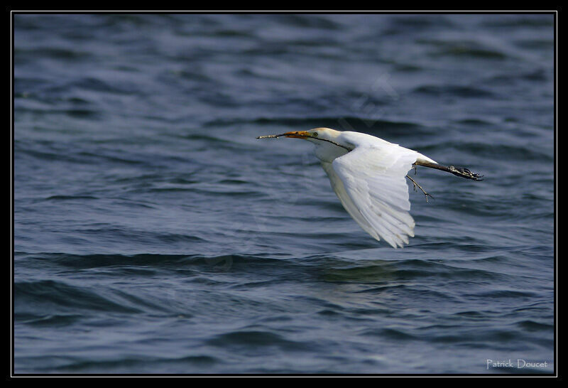 Western Cattle Egret