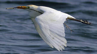 Western Cattle Egret