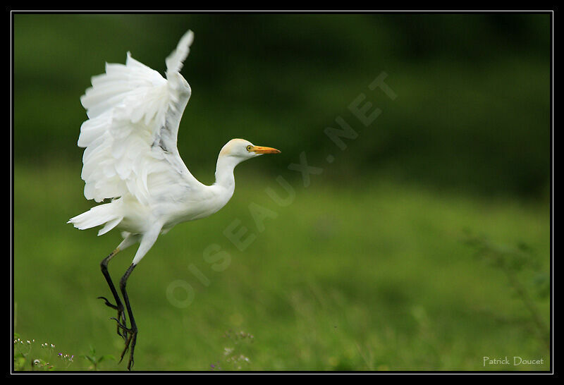 Western Cattle Egret