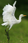 Western Cattle Egret