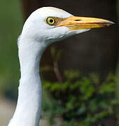 Western Cattle Egret