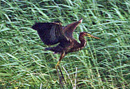 Purple Heron