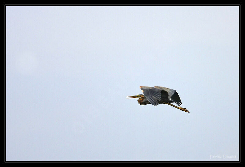 Purple Heron