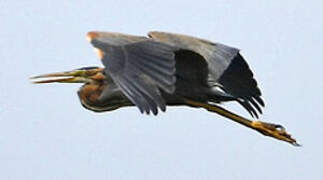 Purple Heron