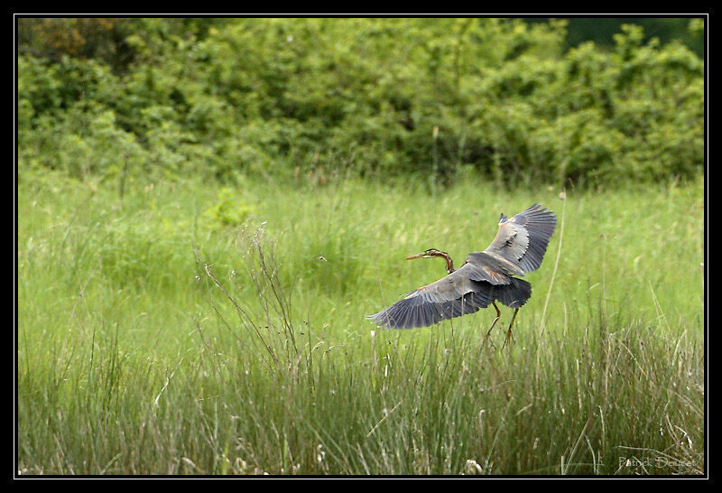 Purple Heron