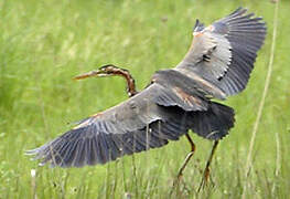 Purple Heron