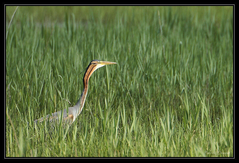 Purple Heron