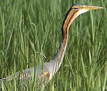 Purple Heron