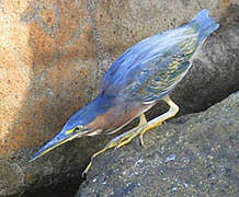 Green Heron