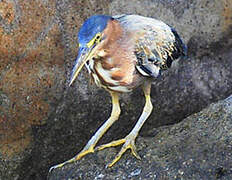 Green Heron